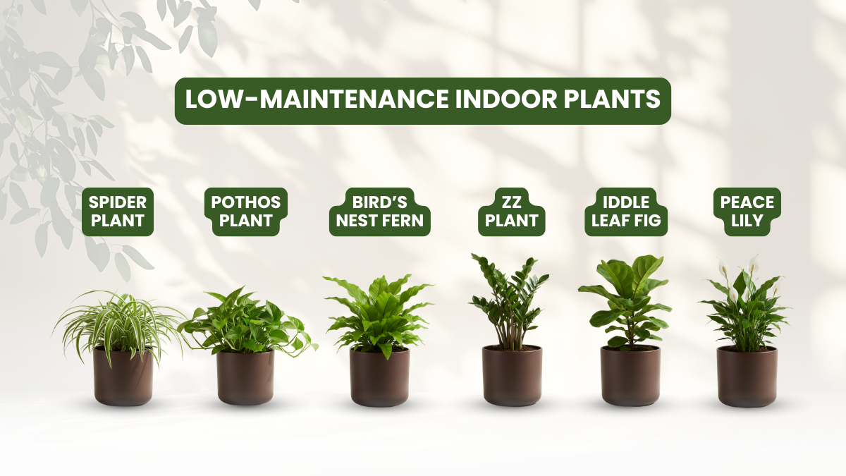 best-low-maintenance-indoor-plants